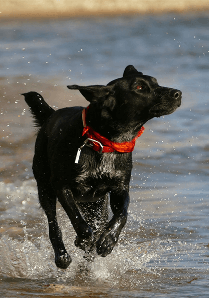 dog